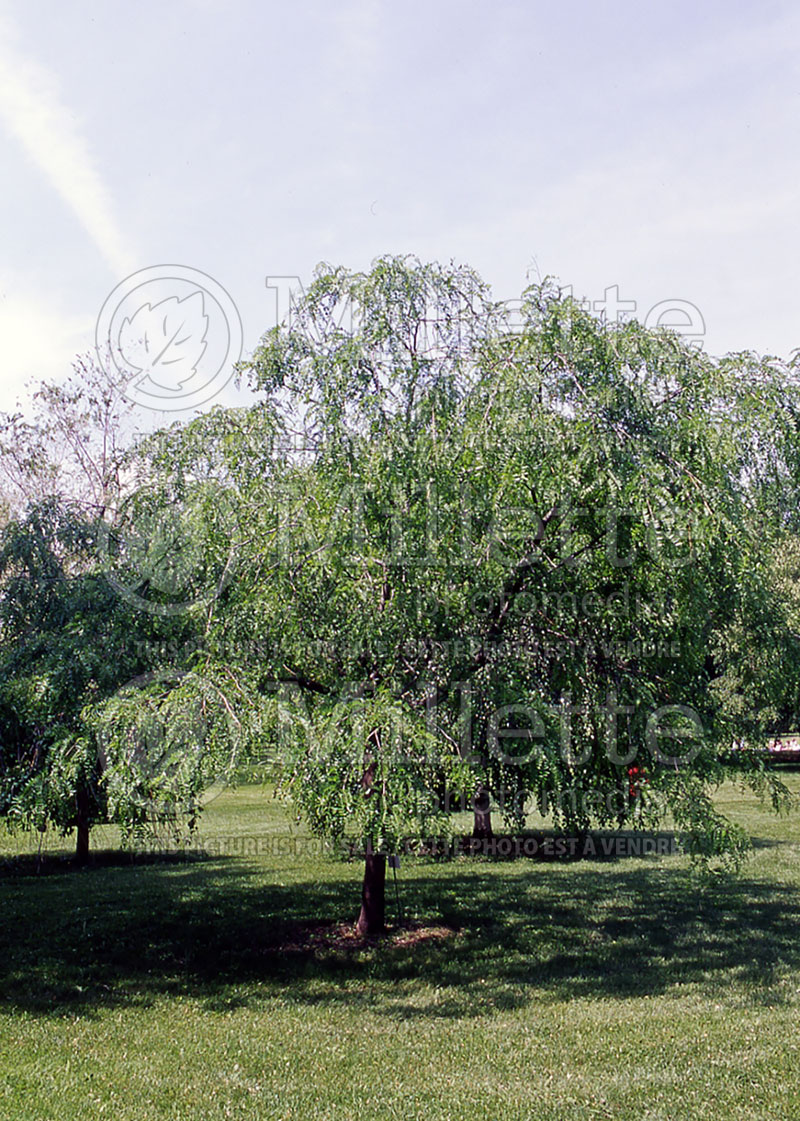 Gleditsia Pendula (Honey Locust) 1