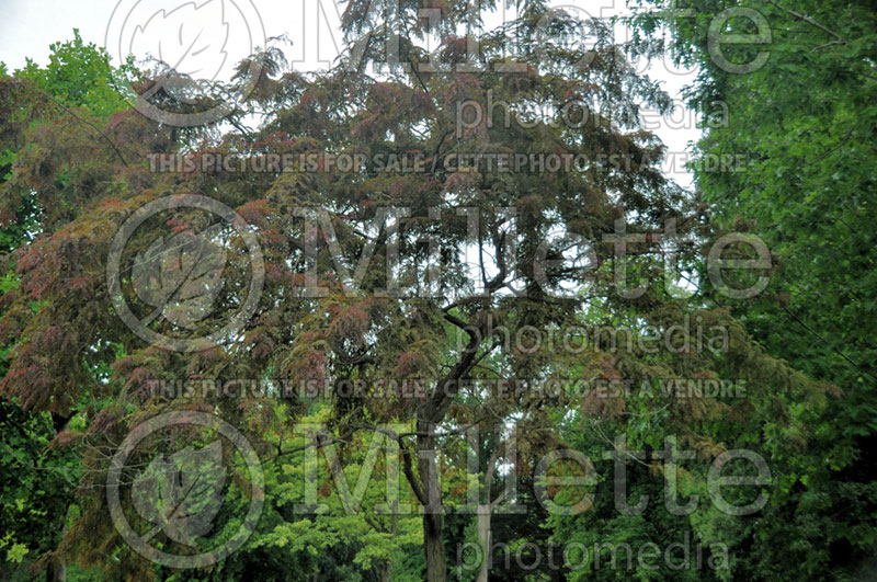 Gleditsia Ruby Lace or Rubylace  (Honey Locust) 3