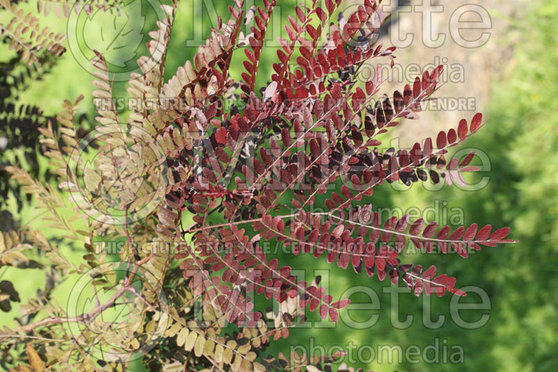 Gleditsia Ruby Lace or Rubylace  (Honey Locust) 1