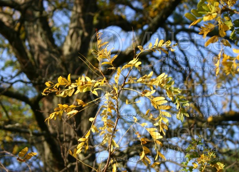 Gleditsia Skyline aka Skycole (Honey Locust) 2