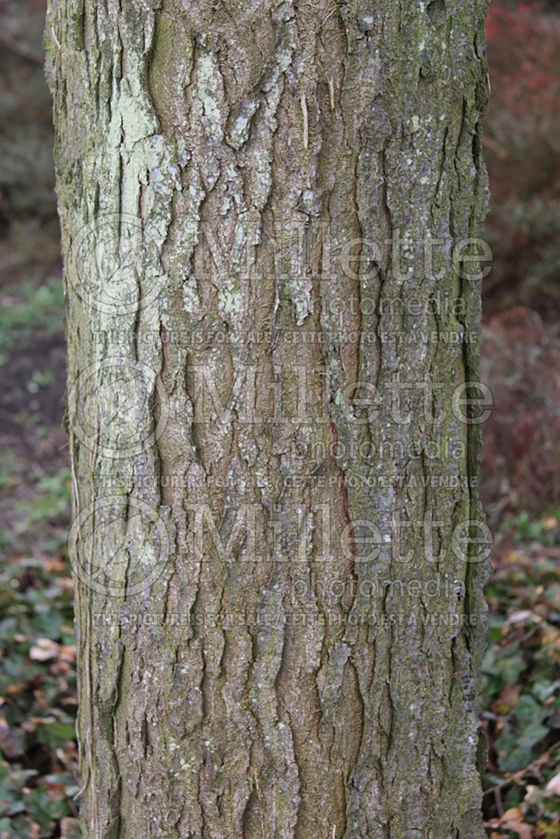 Gleditsia Sunburst - bark (Honey Locust) 1 