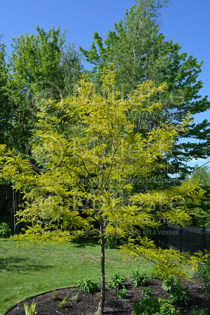 Gleditsia Sunburst (Honey Locust) 4 