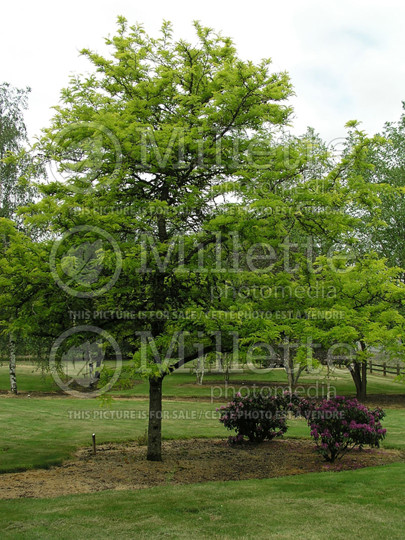 Gleditsia Sunburst (Honey Locust) 2 