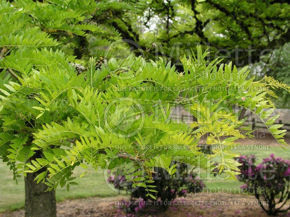 Gleditsia Sunburst (Honey Locust) 3 