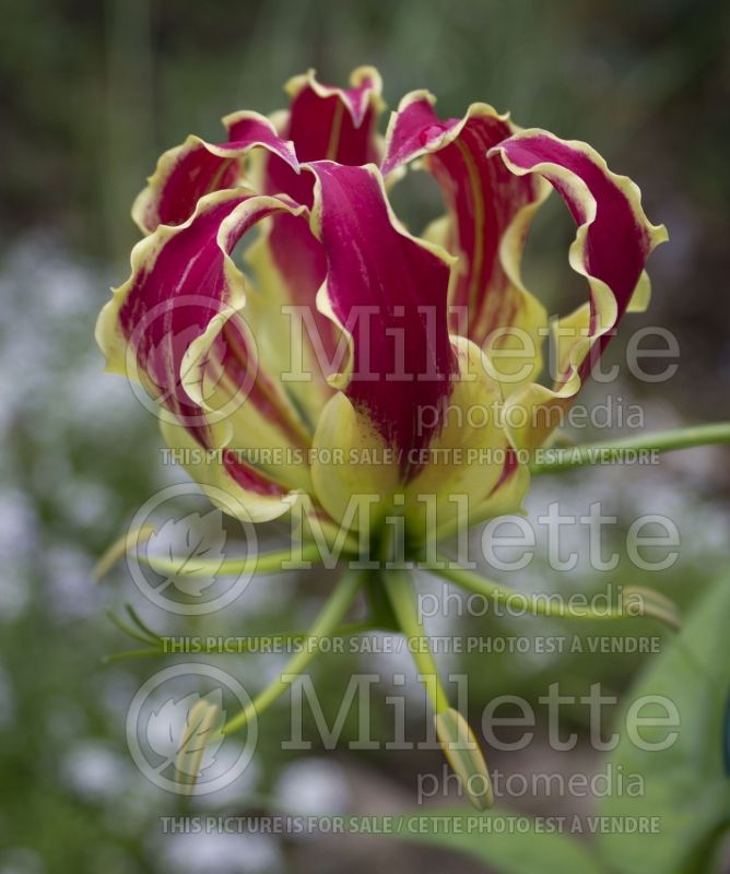 Gloriosa Rothschildiana (Tropical Glory Lily) 2