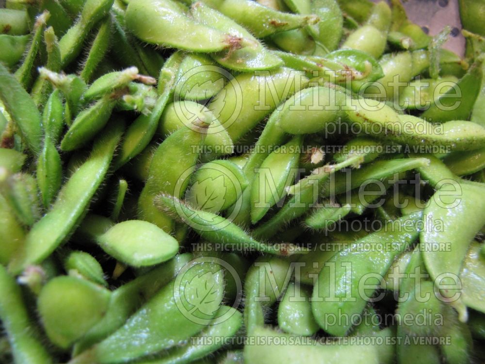 Glycine max (soya bean vegetable – fève soya) 1 