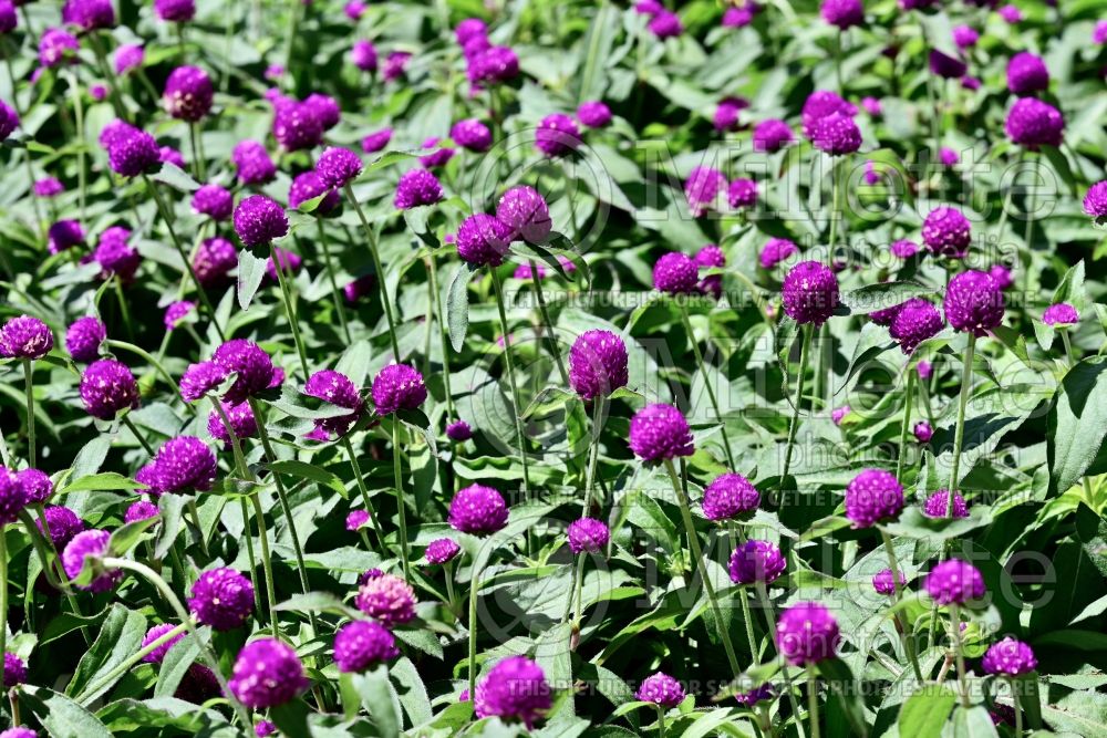 Gomphrena Ping Pong Purple (Globe Amaranth or Bachelor Button) 2