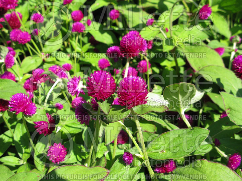 Gomphrena Audray Purple Red (Globe Amaranth) 1