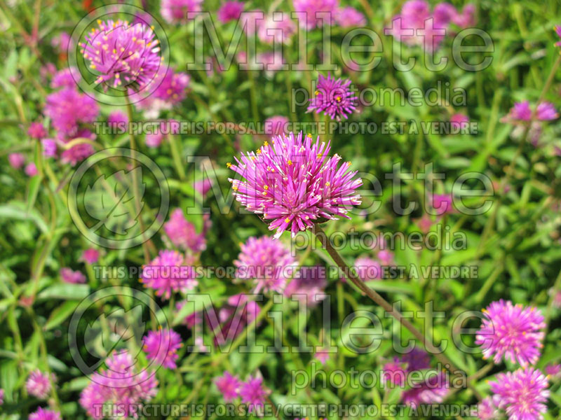 Gomphrena Fireworks (Globe Amaranth) 3