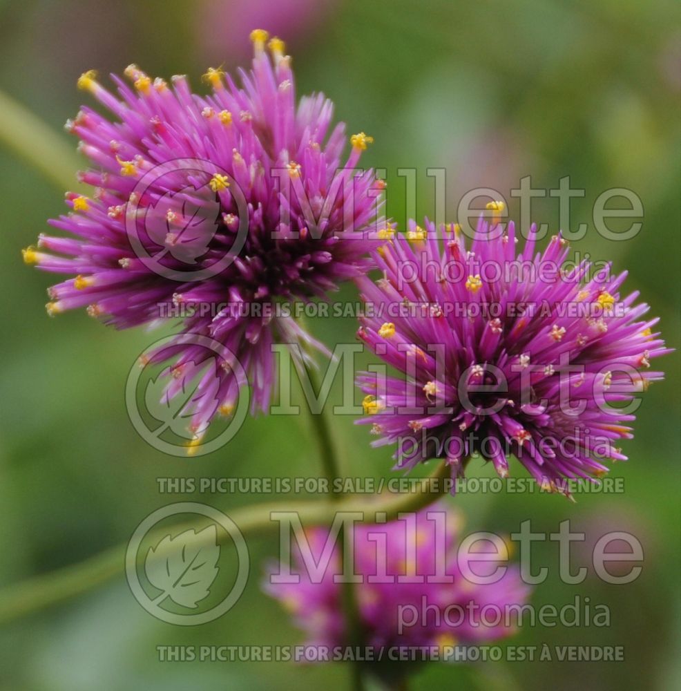 Gomphrena Fireworks (Globe Amaranth) 4