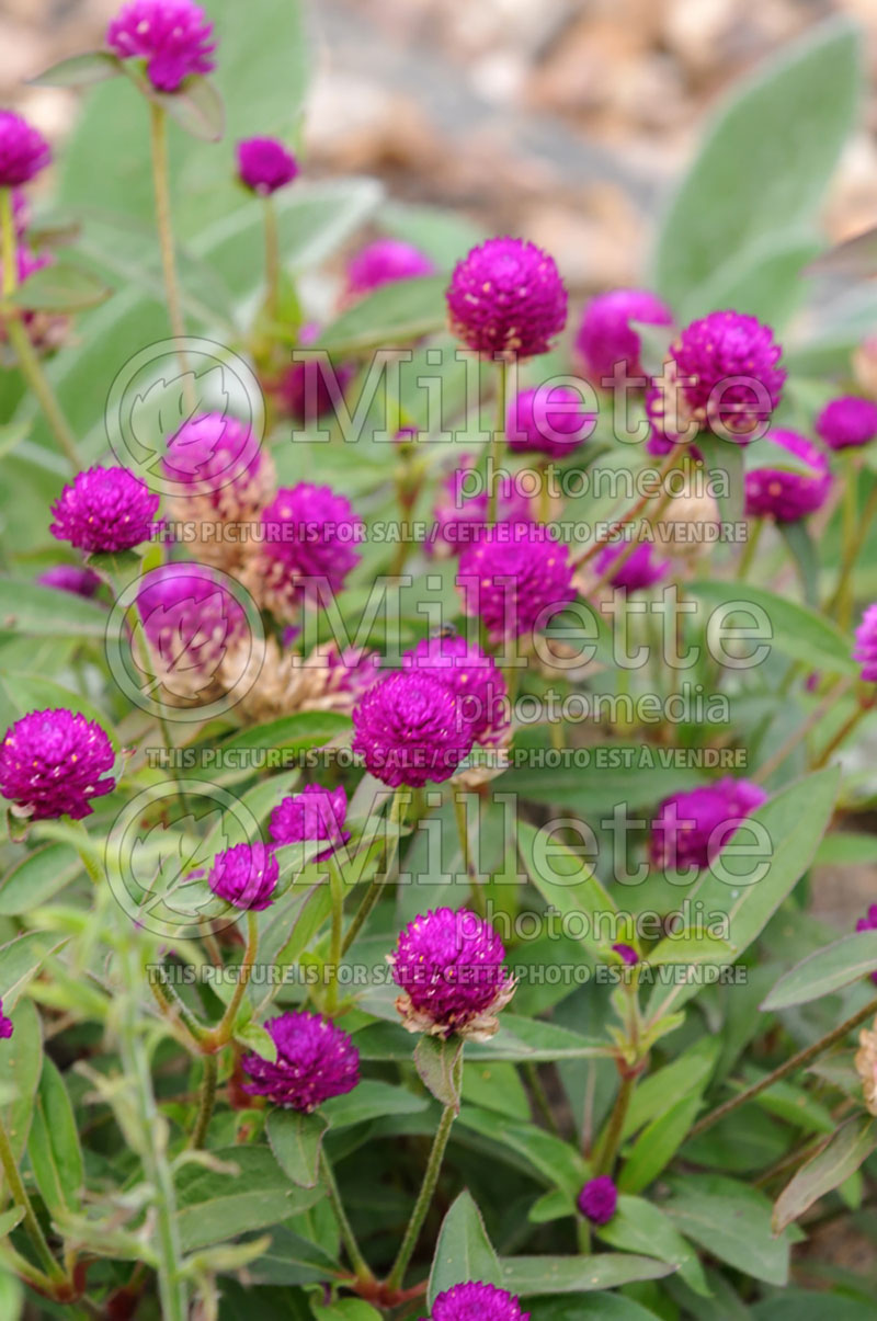 Gomphrena globosa (Globe Amaranth) 1