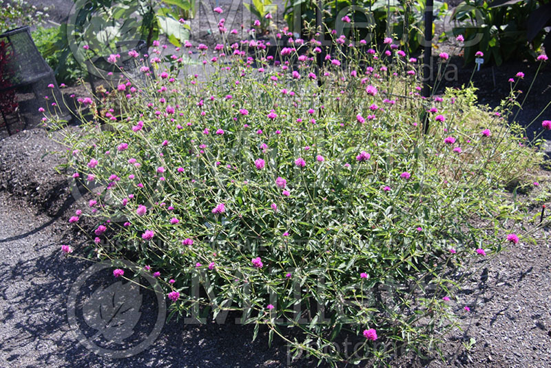 Gomphrena Fireworks (Globe Amaranth) 2