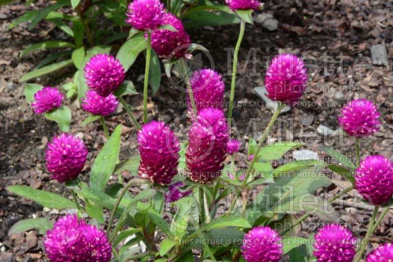 Gomphrena Ping Pong Purple (Globe Amaranth) 1