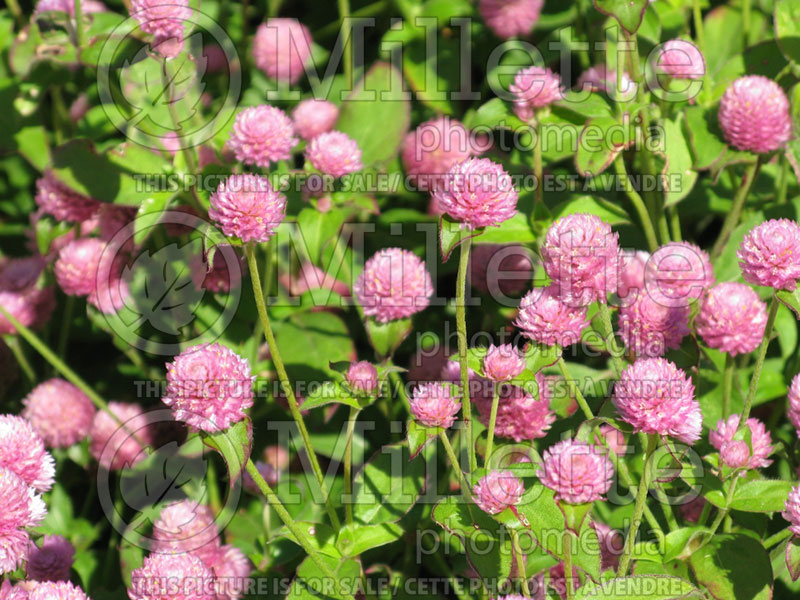 Gomphrena Las Vegas Pink (Globe Amaranth) 1