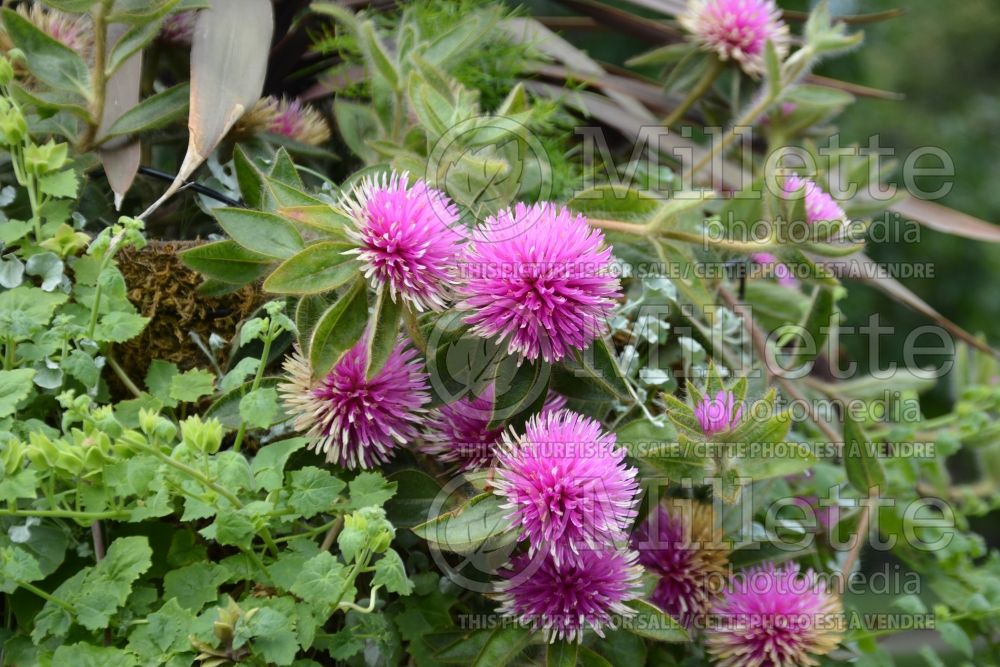 Gomphrena Pink Zazzle (Globe Amaranth) 1