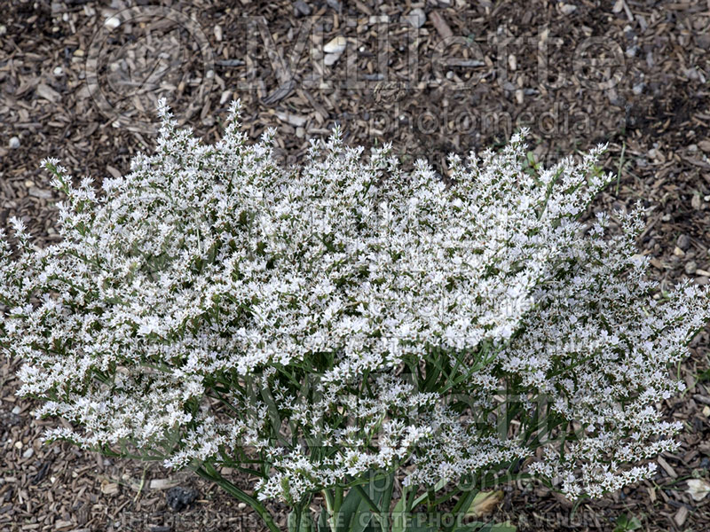 Goniolimon or Limonium tataricum (German Statice) 1