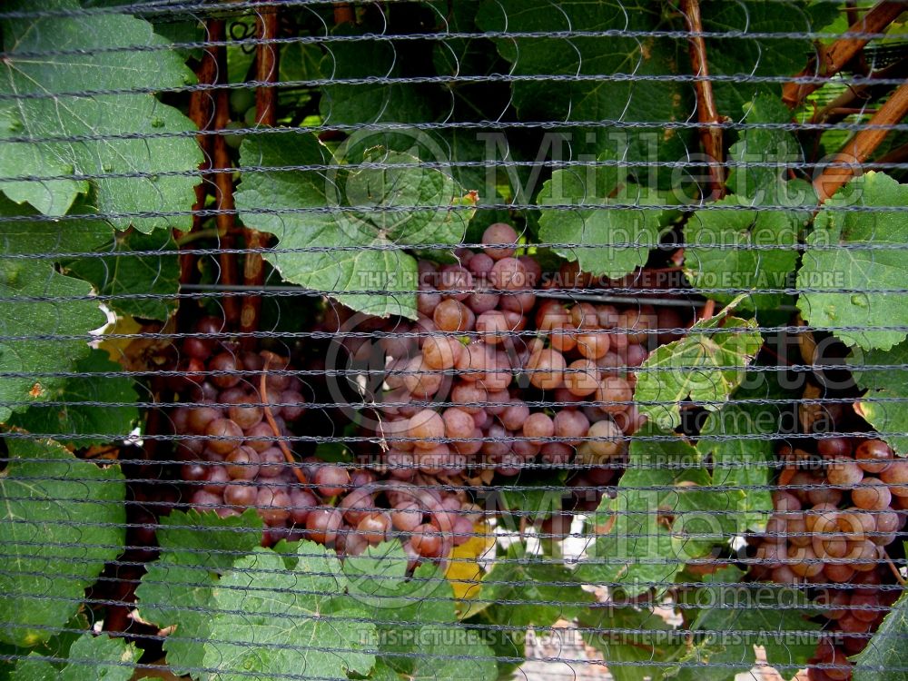 How to protect grapes from birds - Garden work 2