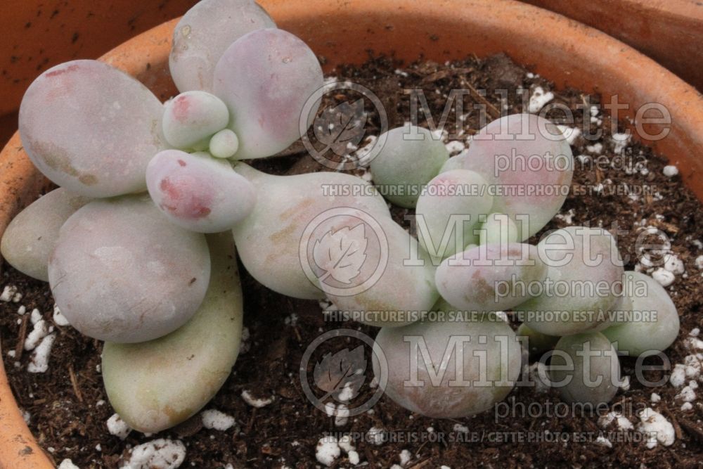 Graptopetalum amethystinum (Lavender Pebbles Jewel-Leaf Plant) 1 