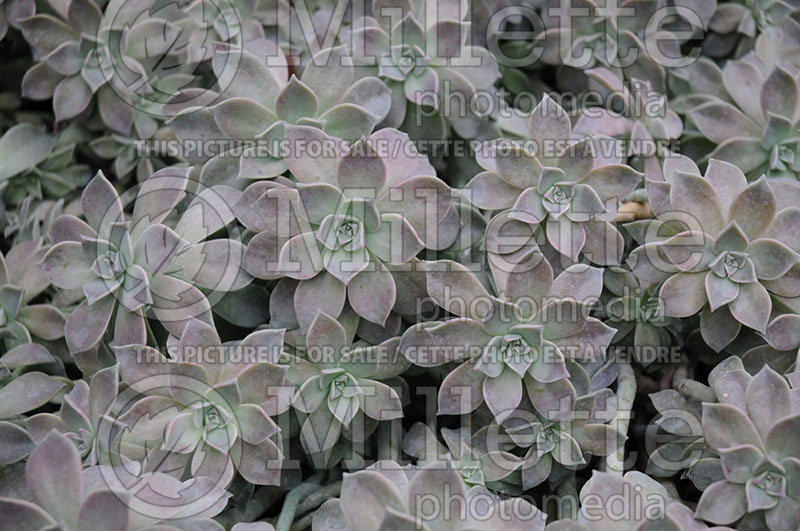 Graptopetalum paraguayense (Ghost Plant) 1 