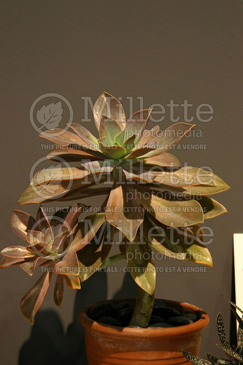 Graptoveria Fred Ives (Graptovaria cactus) 1