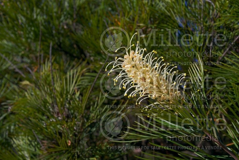 Grevillea Moonlight (Grevillea) 1