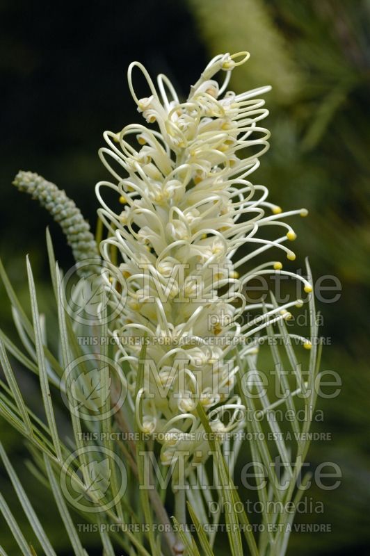 Grevillea Moonlight (Grevillea) 2