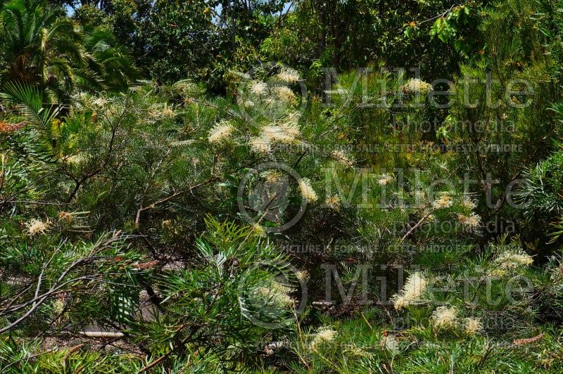 Grevillea Moonlight (Grevillea) 4