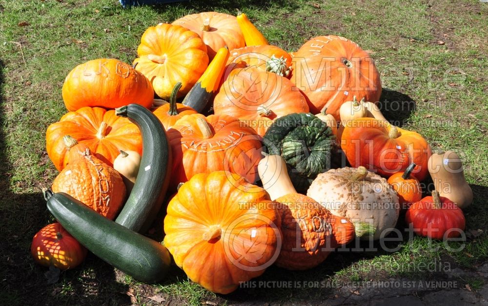 Group of field pumpkins and acorn squash in Autumn Fall (Ambiance) 53