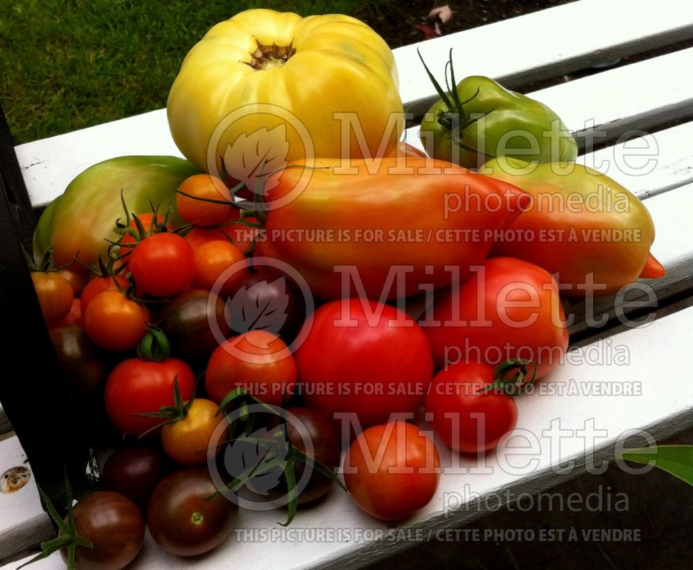 Cherry tomato group (vegetables) 82 