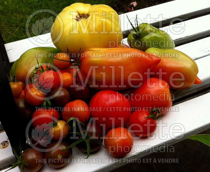 Tomato group (vegetables) 81 