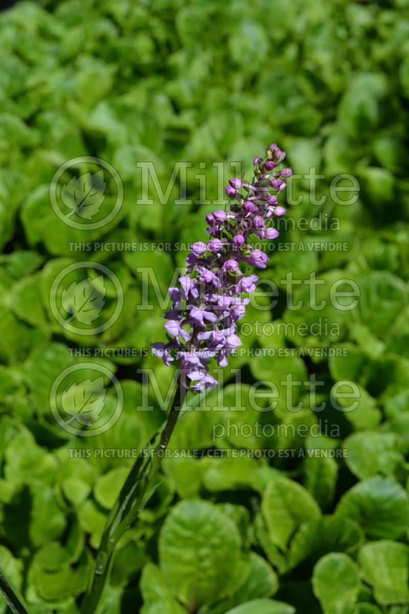 Gymnadenia conopsea (Gymnadenia  fragrant orchid) 1 