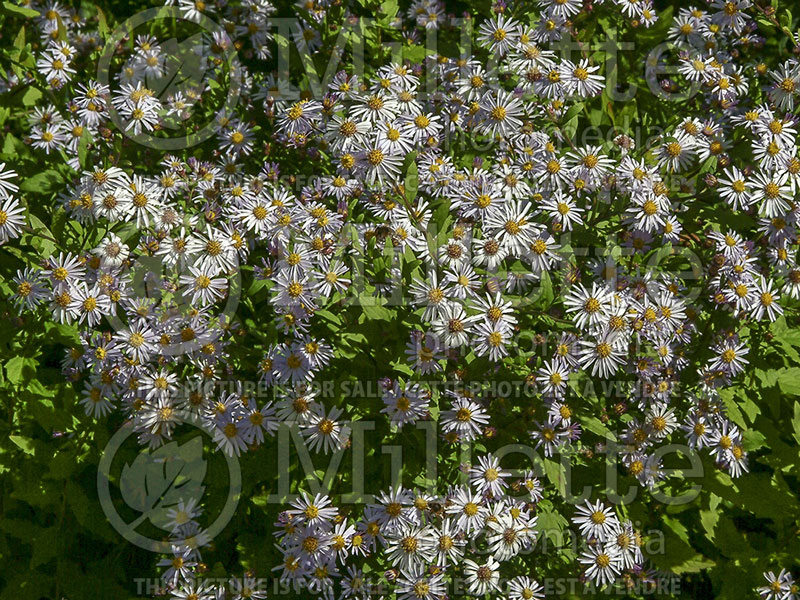 Gymnaster savatieri (Japanese Aster Gymnaster) 1 