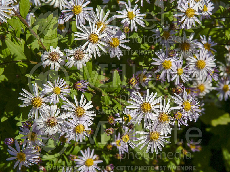 Gymnaster savatieri (Japanese Aster Gymnaster) 3