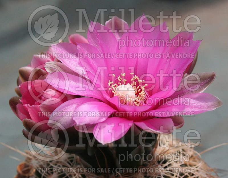 Gymnocalycium bruchii (Gymnocalycium Cactus) 1