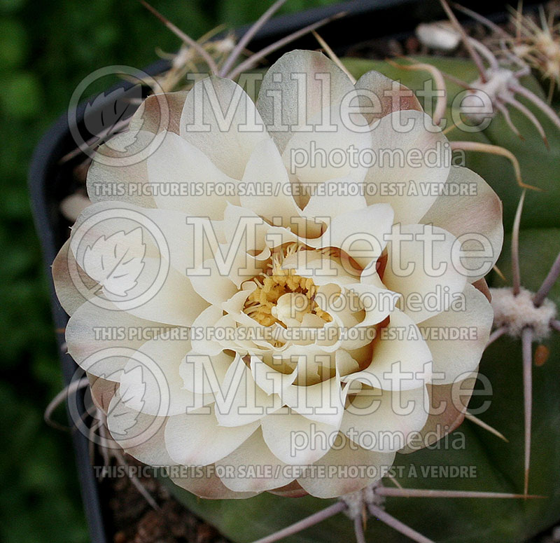 Gymnocalycium ritterianum (Cactus Gymnocalycium) 1 