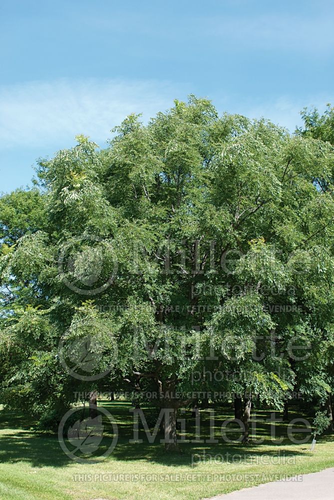 Gymnocladus dioicus (Kentucky Coffeetree) 3