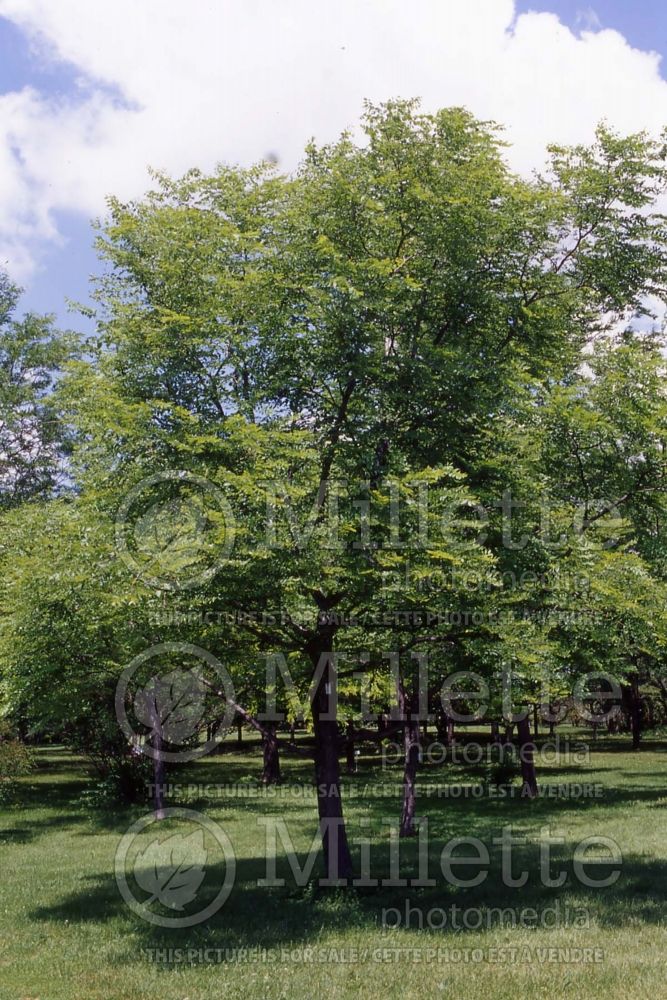 Gymnocladus dioicus (Kentucky Coffeetree) 4