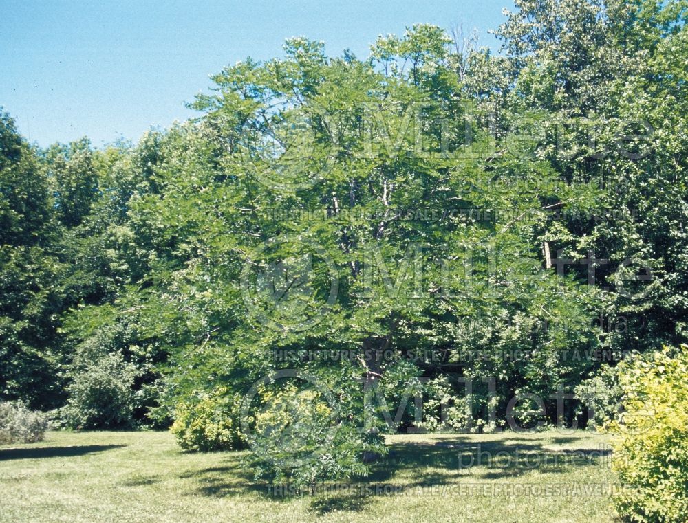 Gymnocladus dioicus (Kentucky Coffeetree) 6