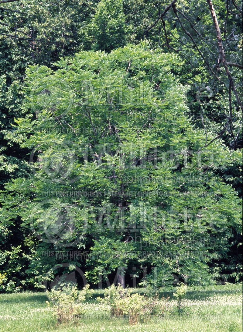 Gymnocladus dioicus (Kentucky Coffeetree)  2