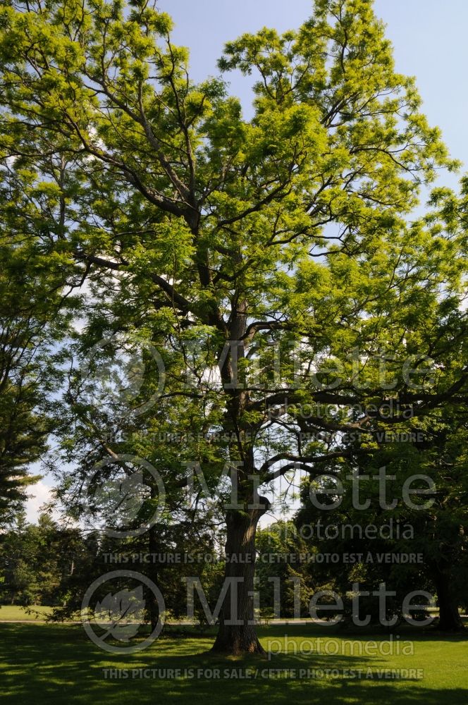 Gymnocladus dioicus (Kentucky Coffeetree) 9