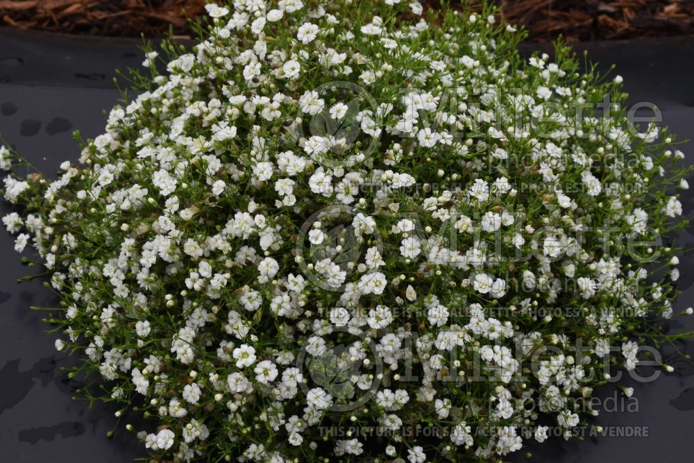 Gypsophila Gypsy White Improved (Baby's Breath) 1 