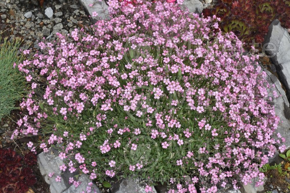 Gypsophila Filou Rose (Baby's Breath) 1 