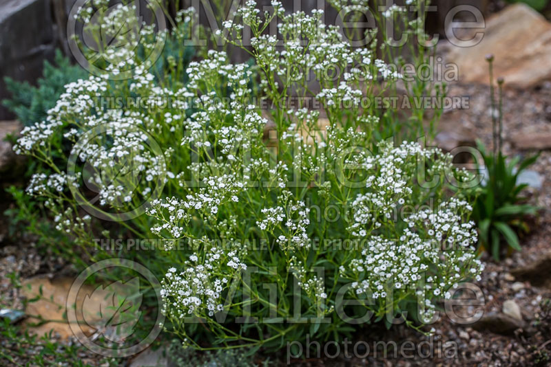 Gypsophila Festival Star or Danfestar (Baby's Breath) 1 