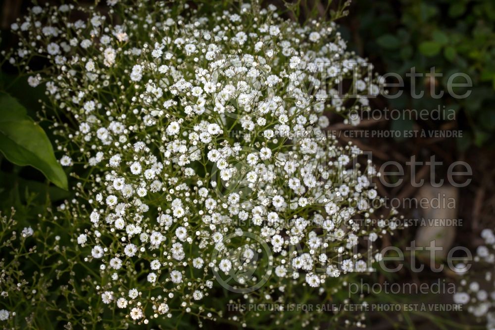 Gypsophila Summer Sparkles or Esm Chispa (Baby's Breath) 2 