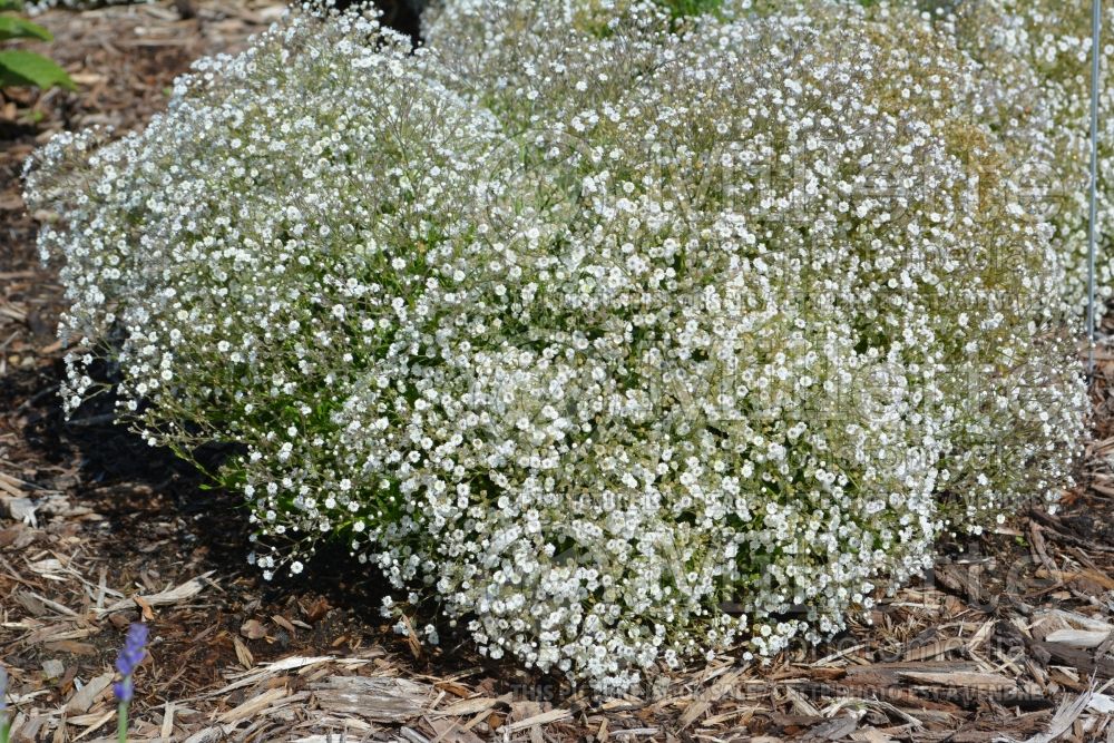 Gypsophila Summer Sparkles aka Esm Chispa (Baby's Breath) 3 