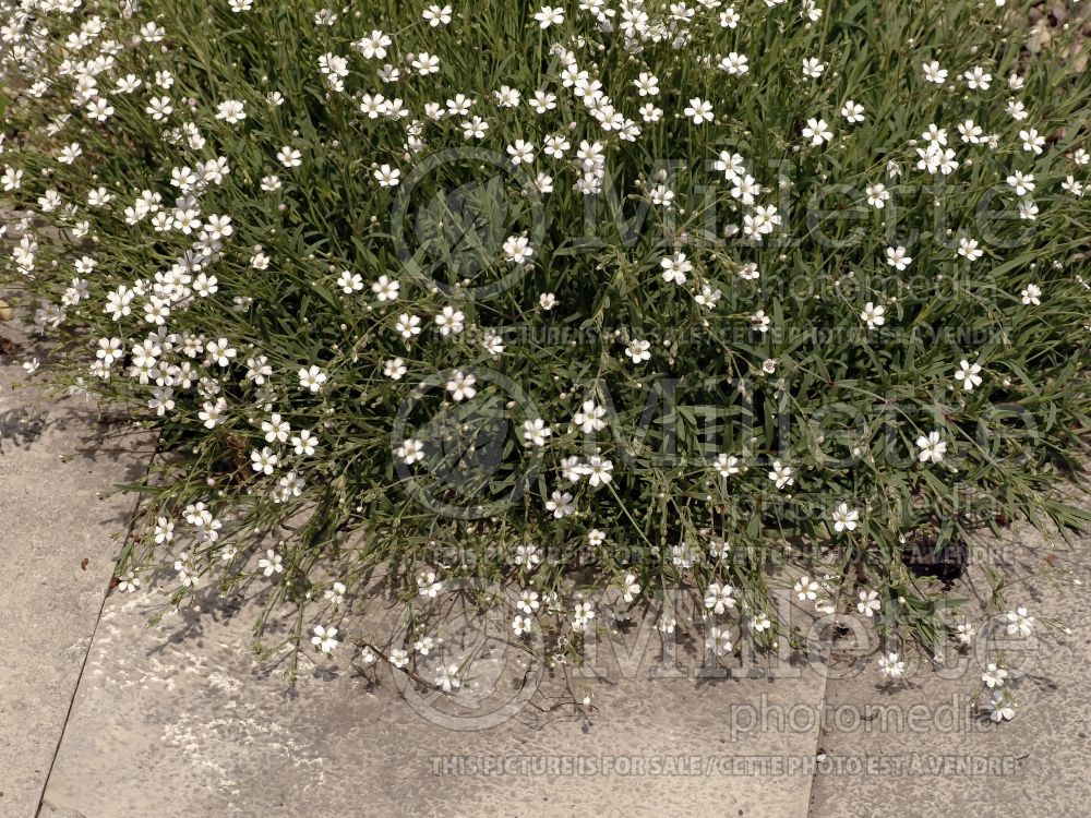 Gypsophila Alba (Baby's Breath) 1 