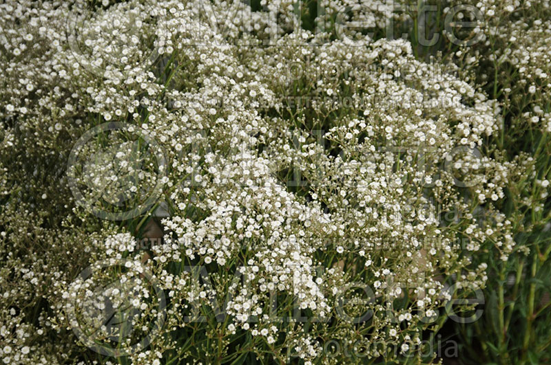 Gypsophila Summer Sparkles or Esm Chispa (Baby's Breath)  1