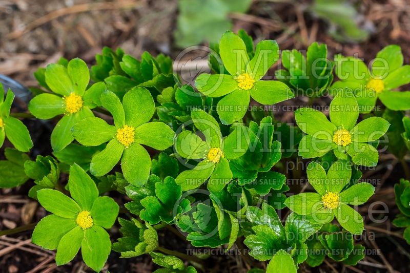 Hacquetia aka Dondia epipactis (Hacquetia) 2 