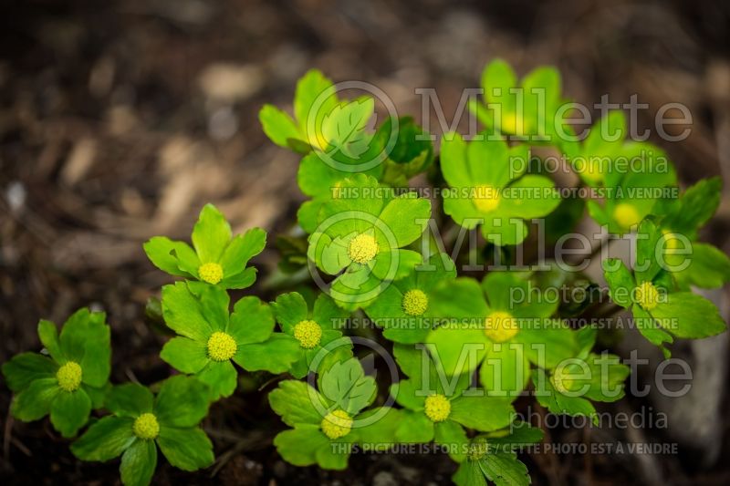 Hacquetia aka Dondia epipactis (Hacquetia) 4 