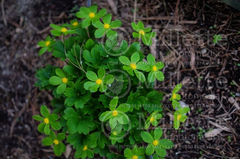 Hacquetia aka Dondia epipactis (Hacquetia) 3 